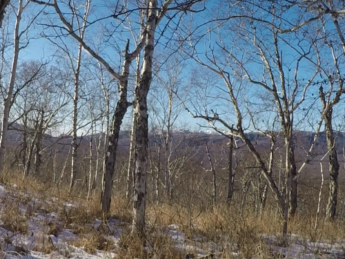 Камчатский глухарь