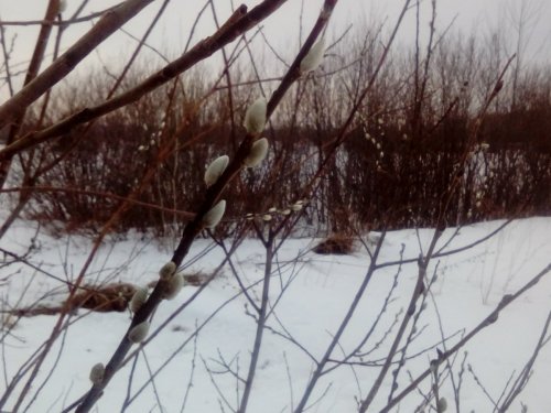 Уже распустились