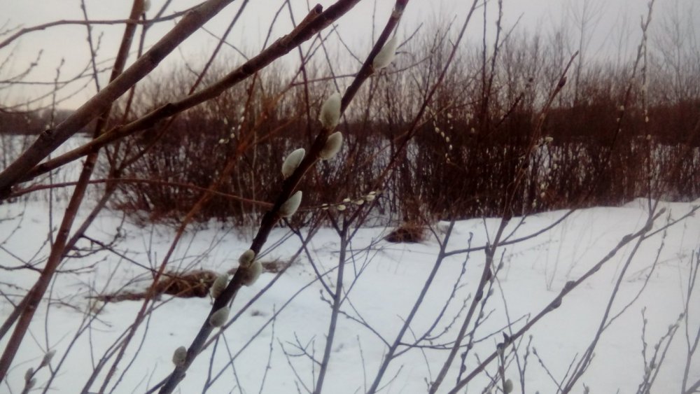 Уже распустились
