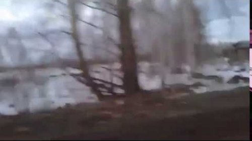 Массовая вырубка леса Китаем в Томской области
