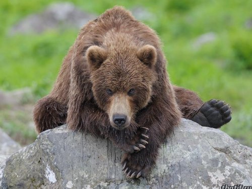 Начинается прием заявлений на выдачу разрешений на добычу медведя