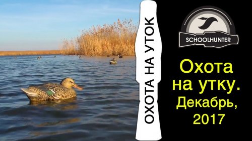 Охота на утку. Декабрь 2017