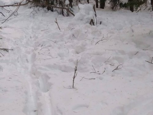 Сезон закончился и везде появляется лось)