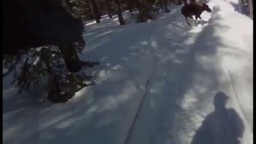 Убил Лося, который напал