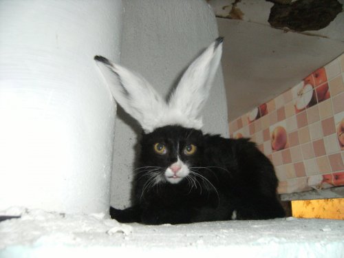 Котозай ))