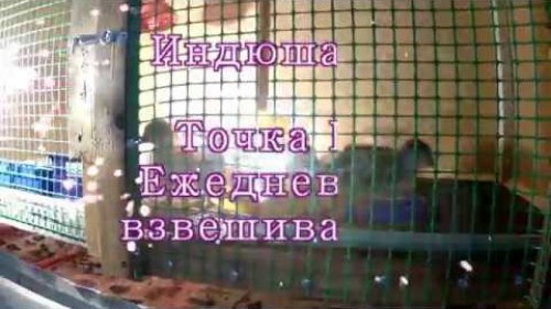 Индюшата  Точка Б  Ежедневное взвешивание!!!