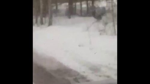 Какой красивый глухарь.