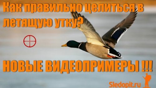 Как целиться в летящую утку, какое делать упреждение - Примеры выстрелов