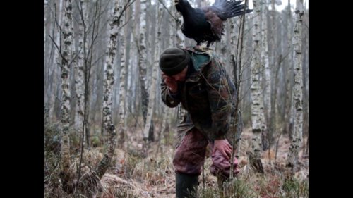 "Глухарь обнаглевший".