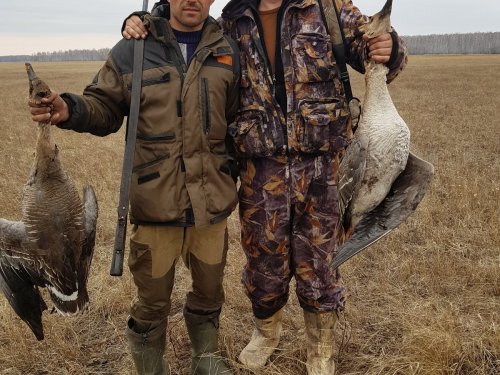 Сегодняшние гуси