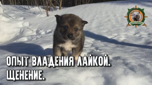 Таёжные приключения/Опыт владения лайкой/Щенение