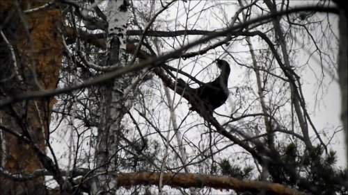 КАПАЛУХИ на току говорят ПОРА