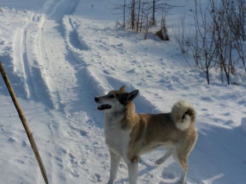 В ожидании прогулки