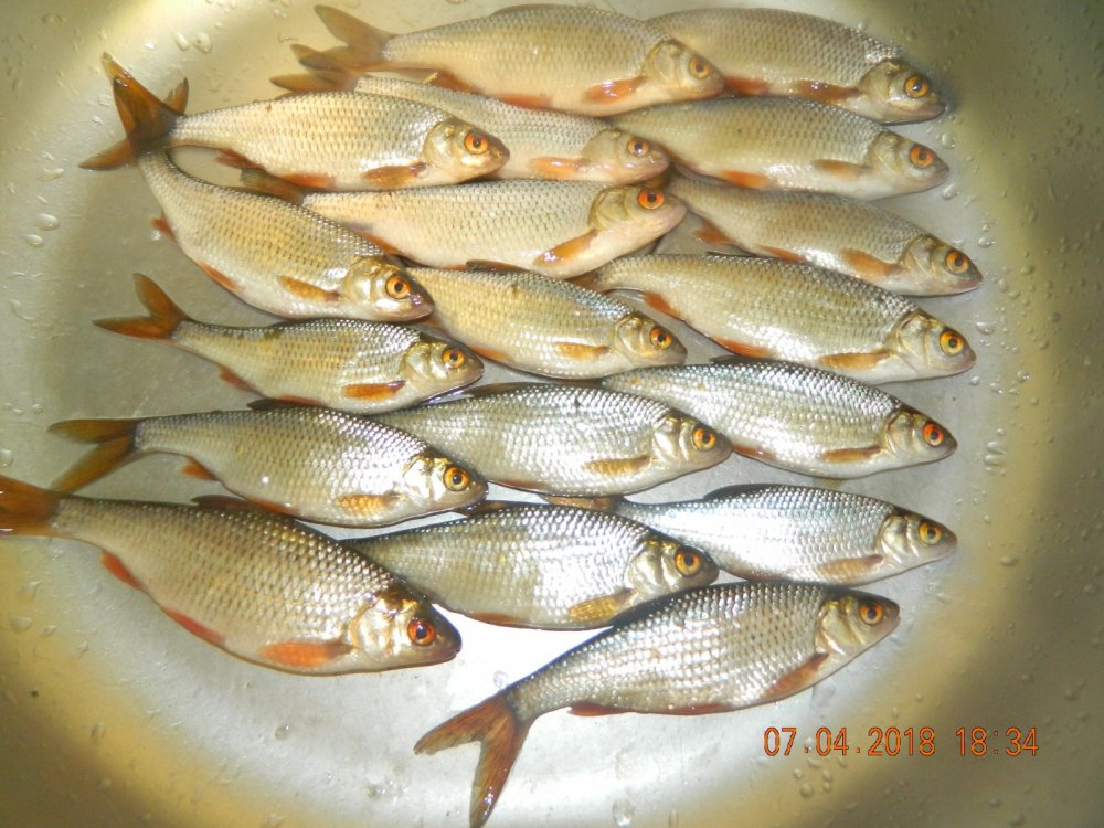 мой уловчик.