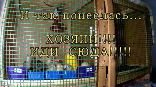 Индюшата Зовут Хозяина!!!! К этому надо привыкать!