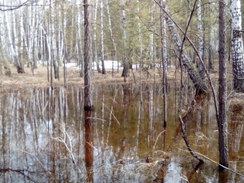Весна в лесу