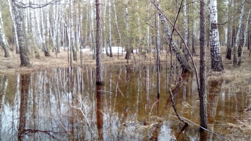 Весна в лесу