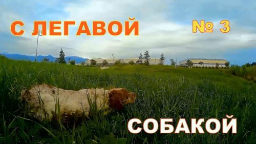 С легавой собакой № 3
