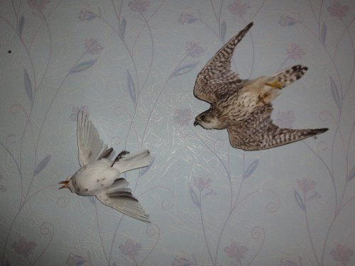 Дербник и дрозд