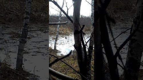 Подсадная работает