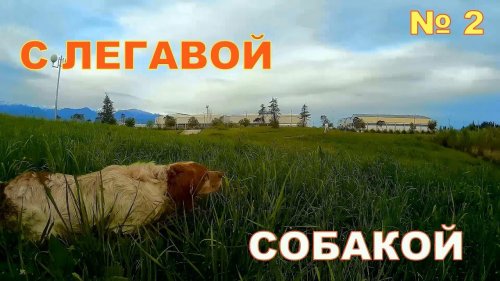 С Легавой собакой № 2