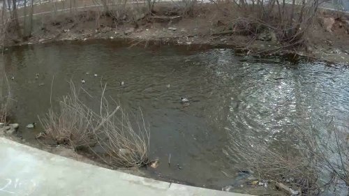 Екатеринбург Кряковые утки Они здесь...