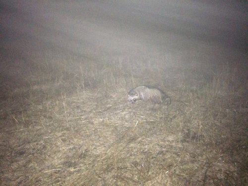 Енотовидная собака в НСО.