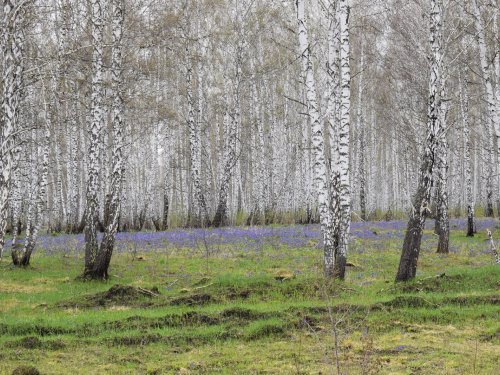 Медуница цветёт.