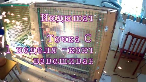 Индюшата  Точка C  1 Неделя контрольное взвешивание!!!