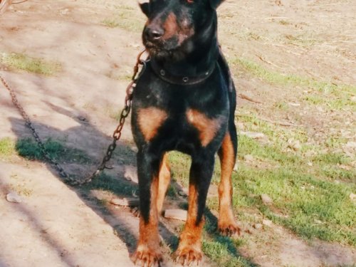 AJSA (Falk Bukowa Ostoja х Hana)