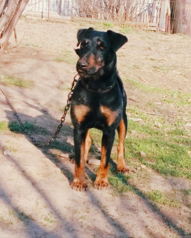 AJSA (Falk Bukowa Ostoja х Hana)