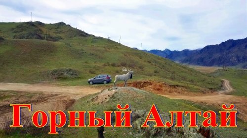 Памятник маралу на смотровой площадке у села Куюс в Горном Алтае
