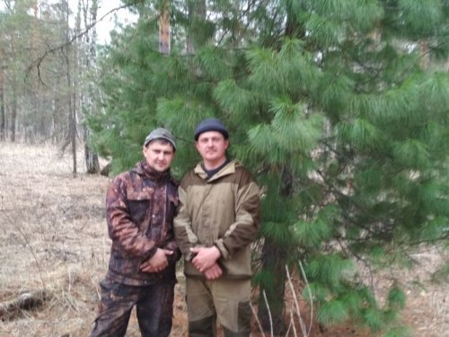 Товарищам показал кедр.