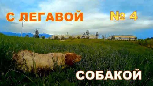 С легавой собакой № 4