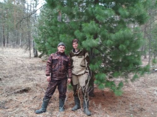 С кедром