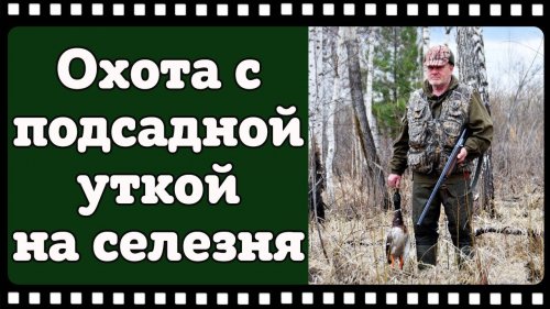 Охота с подсадной уткой на весеннего селезня 2018.