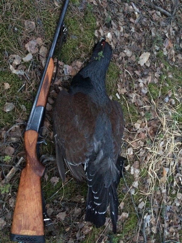 иж 17