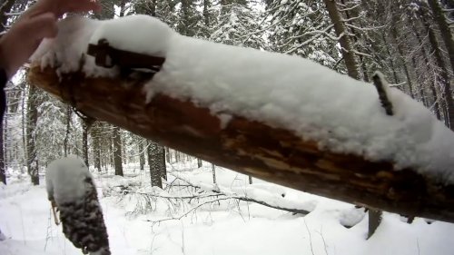 Проверка капканов на куницу