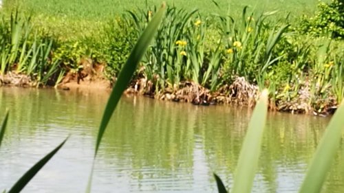 Водянная курочка с выводком, Май 2018г.