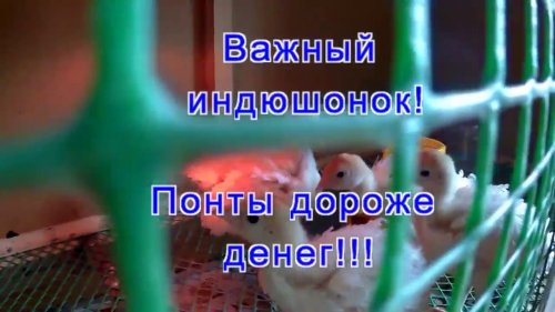 Важный Индюшонок! Понты дороже денег!!!