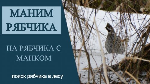 На рябчика с манком