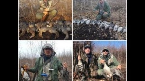 Охота на гуся. Шикарные налеты 17 гусей в скрадке. Часть 2(gooshunt 2018)
