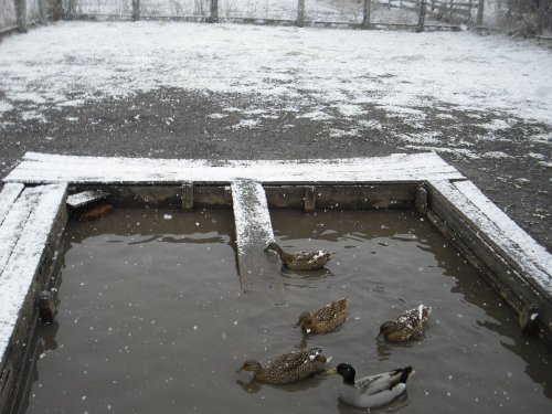 Снежный май.