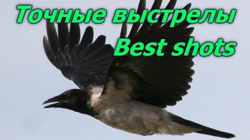 Почему мы стреляем серую ворону.Точные выстрелы.