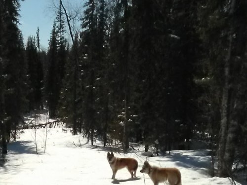 По насту гуляем