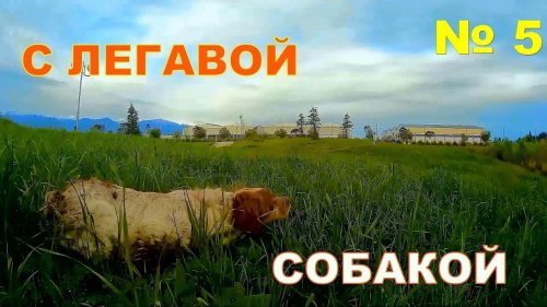 С легавой собакой № 5