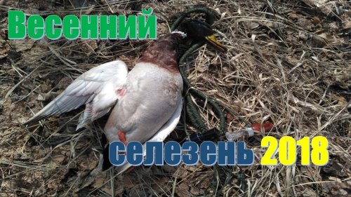 Весенний селезень 2018