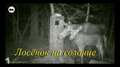 Лосёнок на солонце