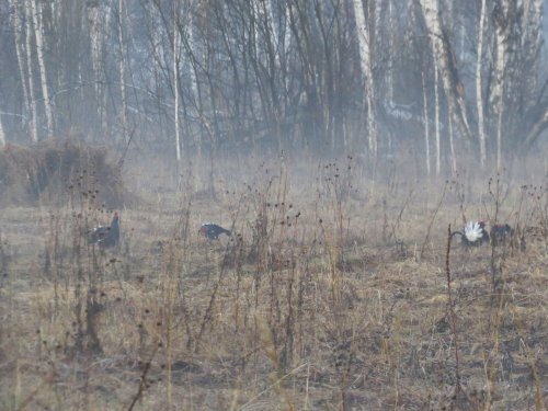 Косачи в тумане