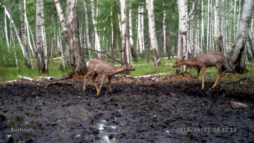 Общение самок косуль